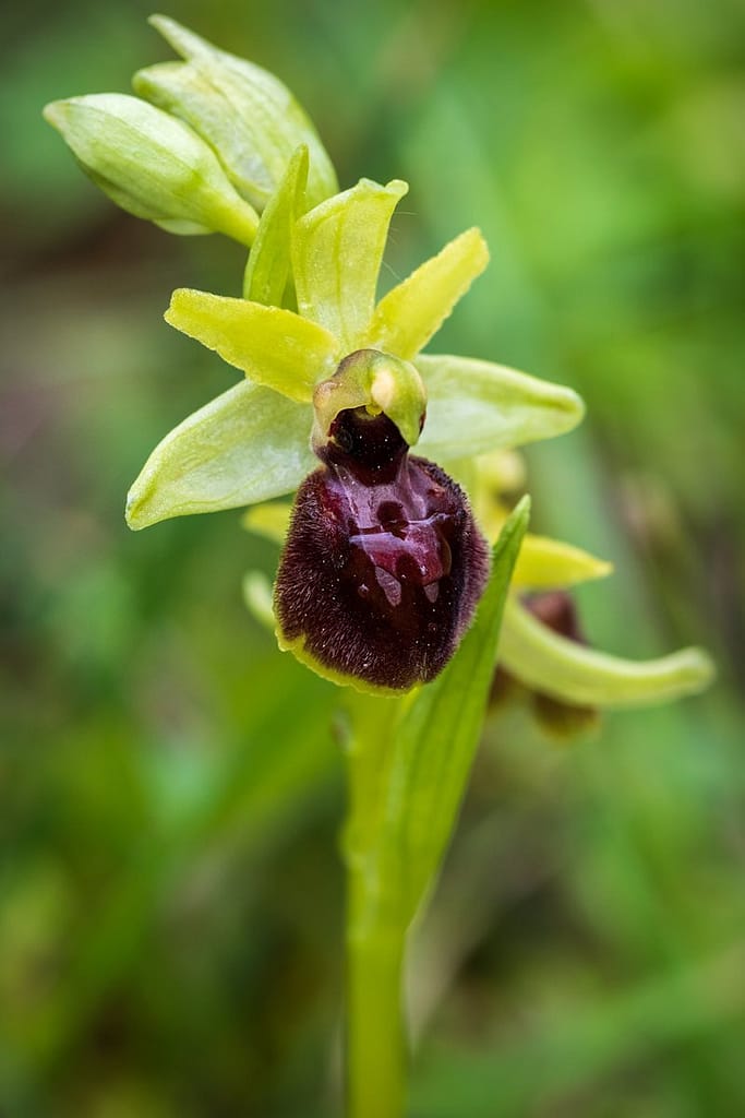 Ophrys Occidentalis