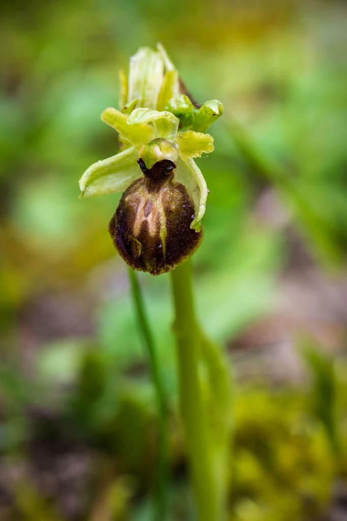 Ophrys Occidentalis