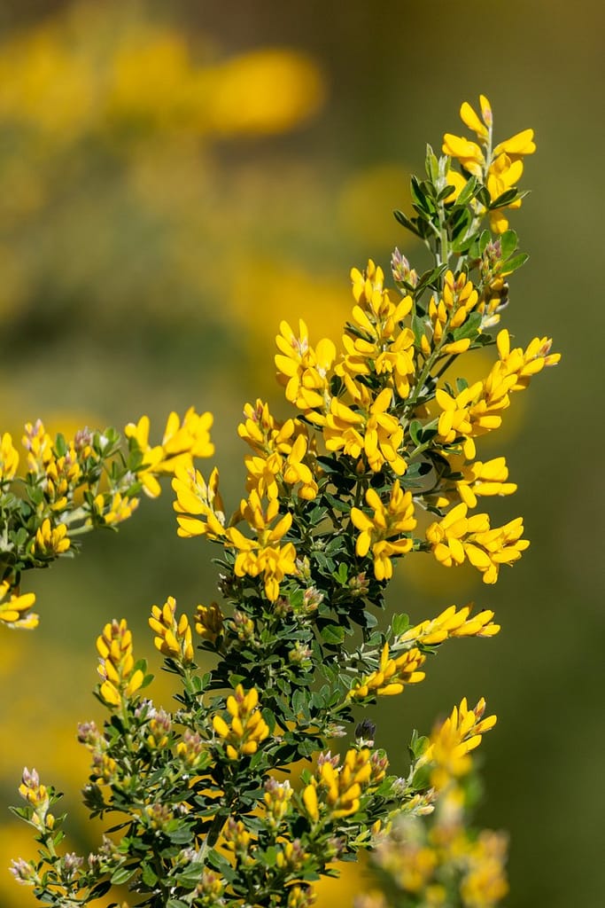 Cytisus scoparius, Brem