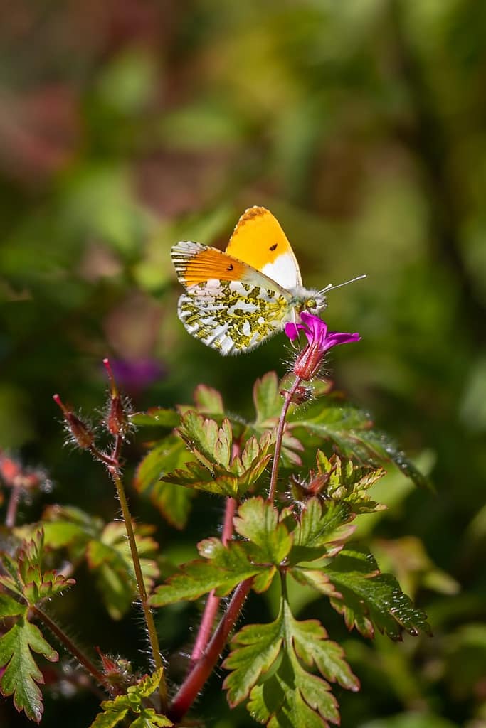 Anthocharis cardamines, Oranjetipje