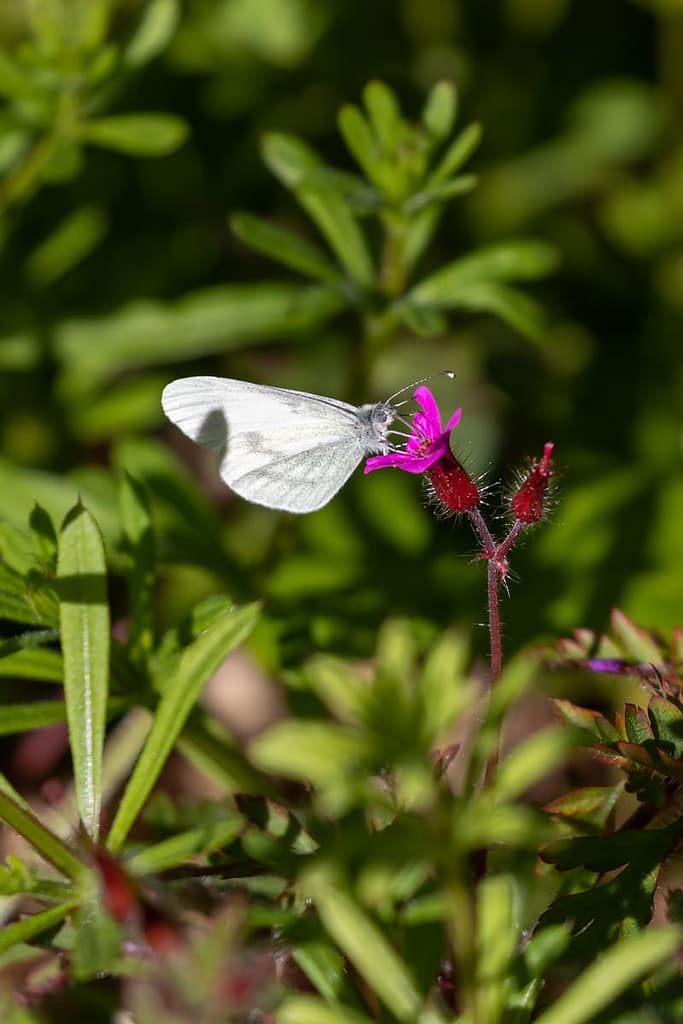 Leptidea sinapis, Boswitje