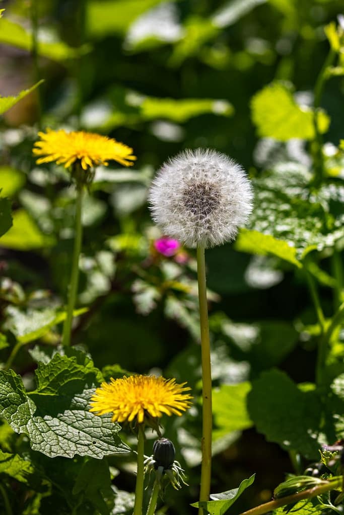 araxacum officinale, paardenbloem
