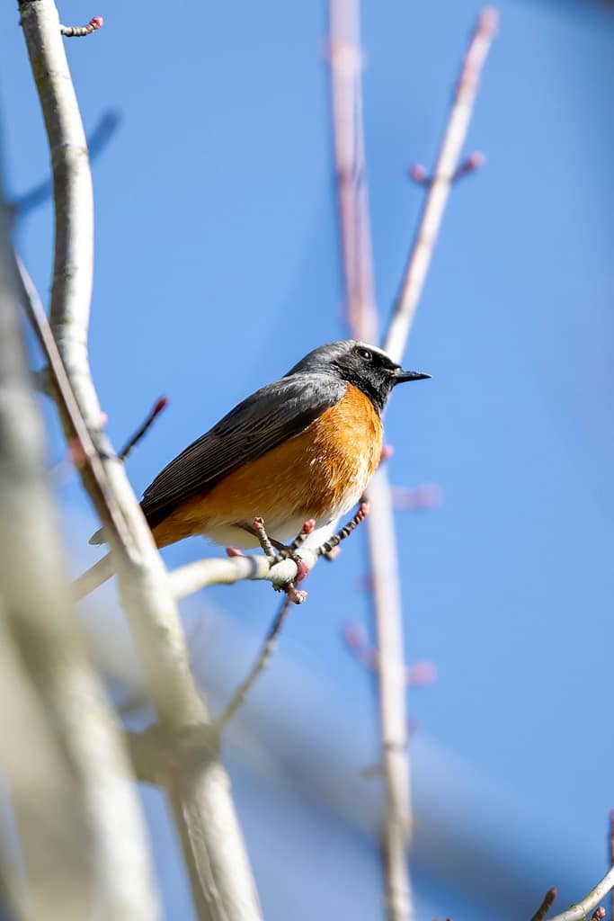Phoenicurus phoenicurus, Gekraagde roodstaart