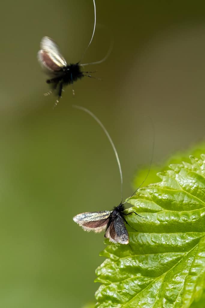 Adela reaumurella, smaragdlangsprietmot