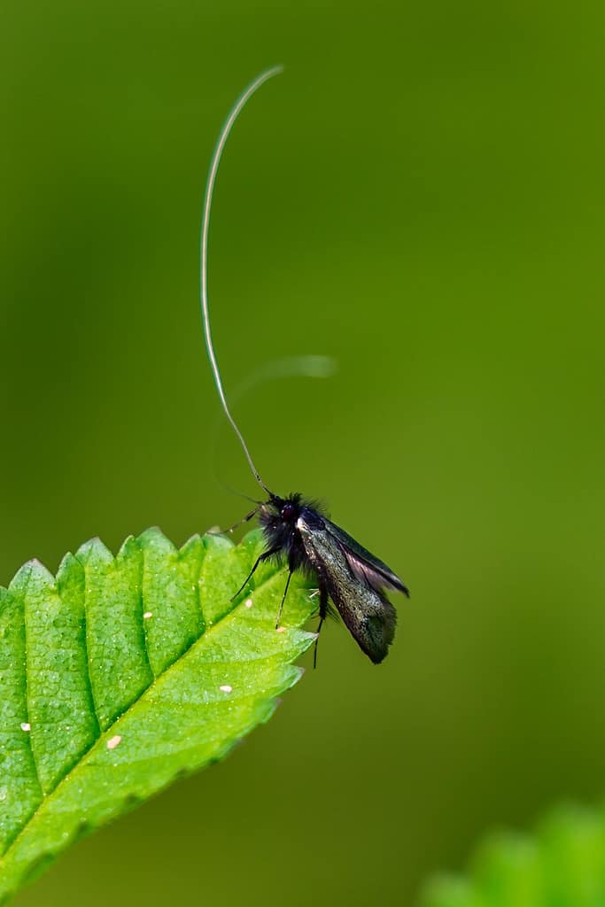 Adela reaumurella, smaragdlangsprietmot