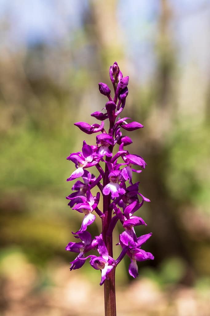 Orchis mascula, Mannetjesorchis