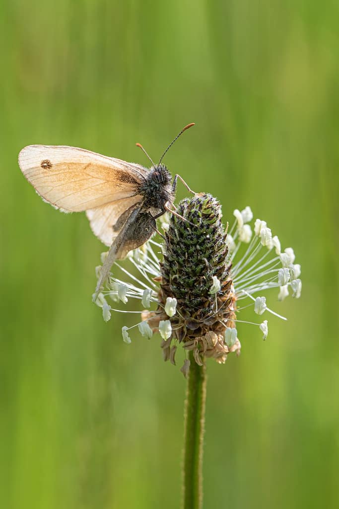 Coenonympha pamphilus, Hooibeestje