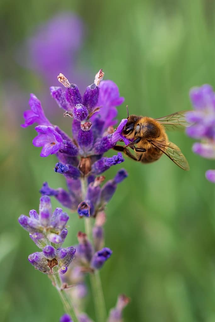 Apis mellifera, Honingbij