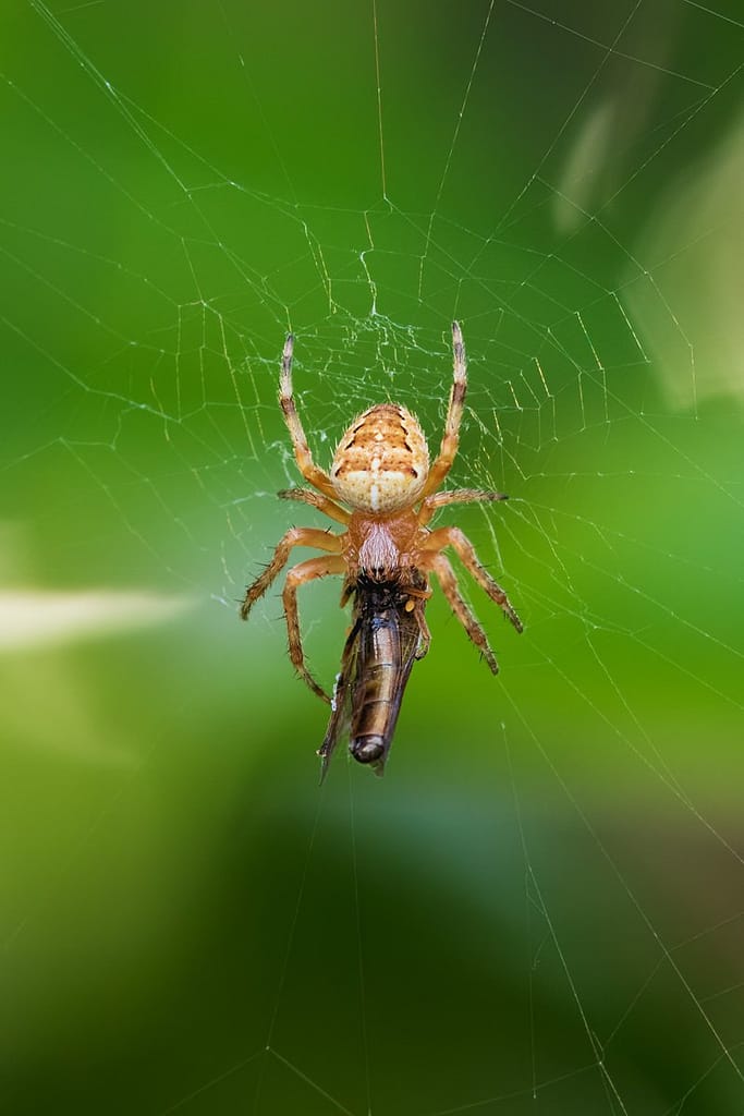Edit Araneus diadematus, Kruisspin
