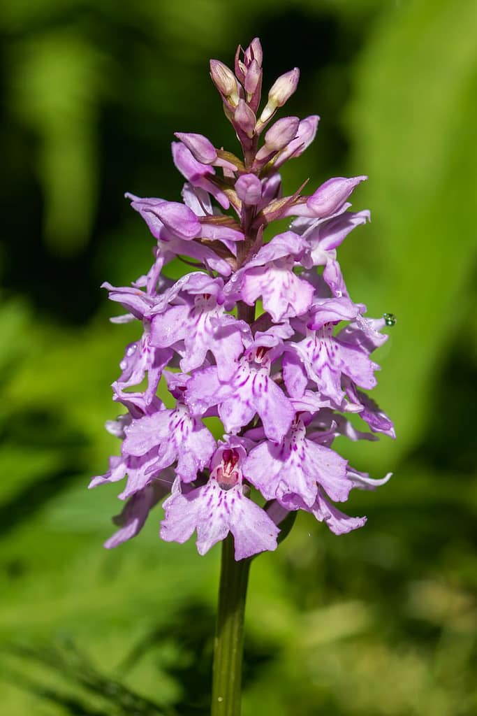 Dactylorhiza fuchsii, Bosorchis