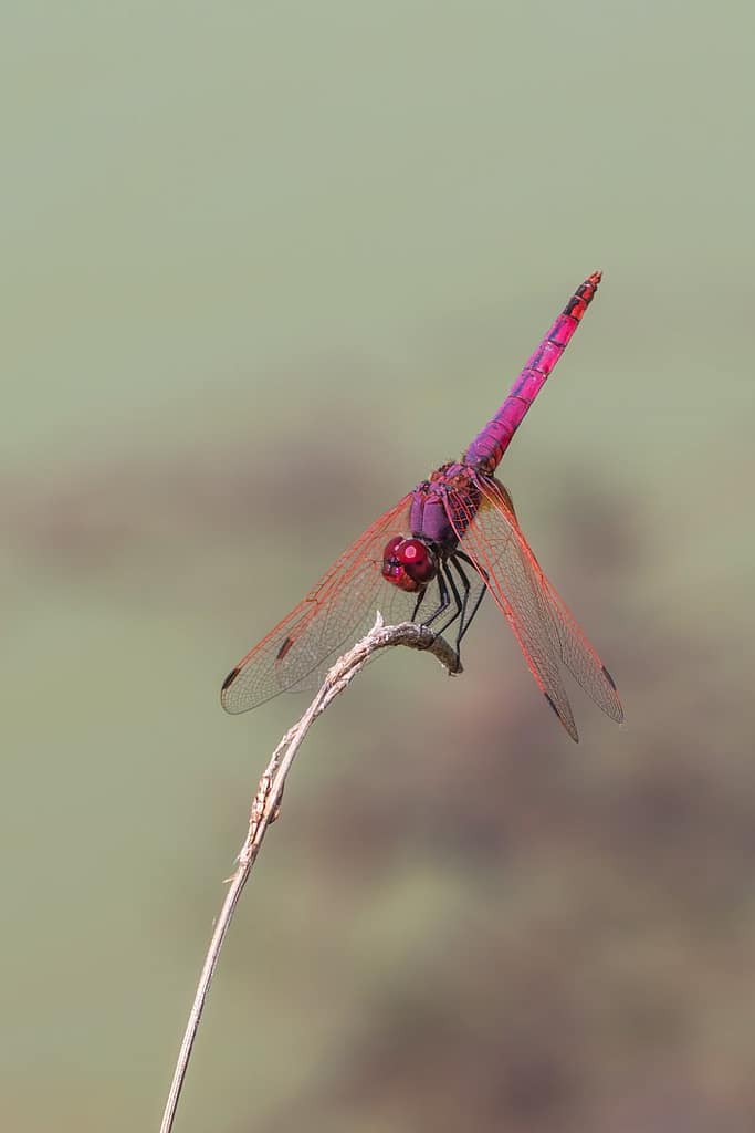 Trithemis annulata, Purperlibel