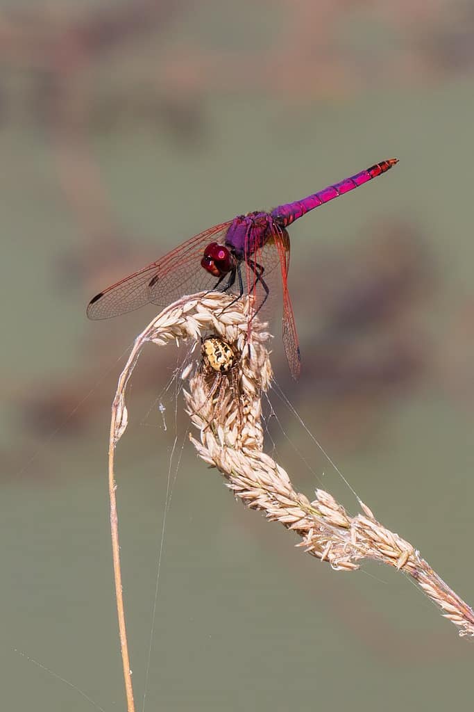 Trithemis annulata, Purperlibel