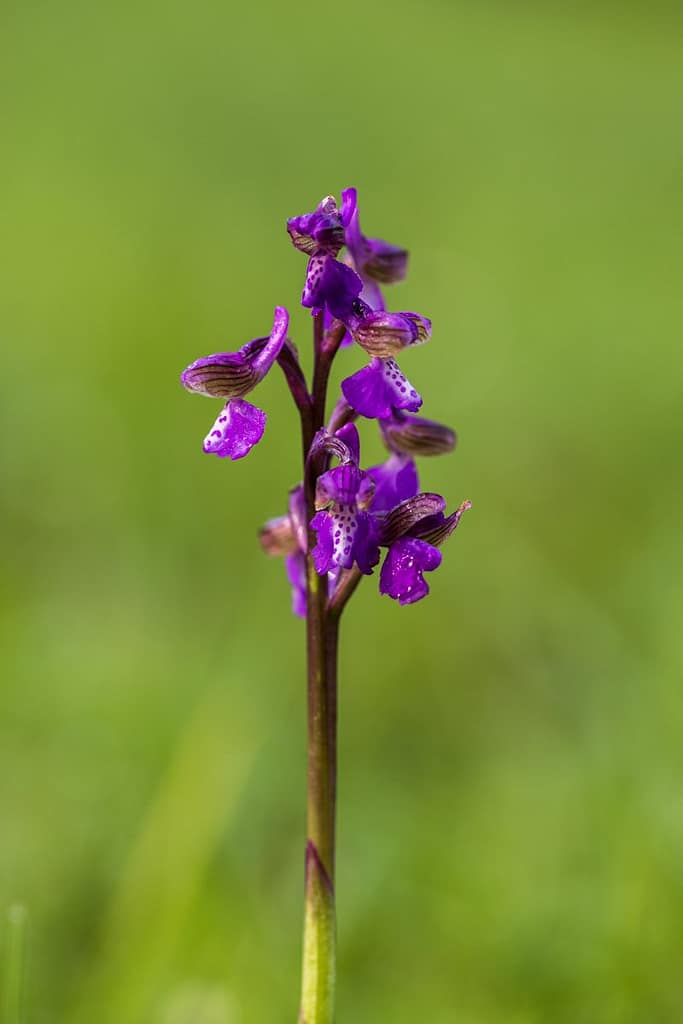 Anacamptis morio, Harlekijn