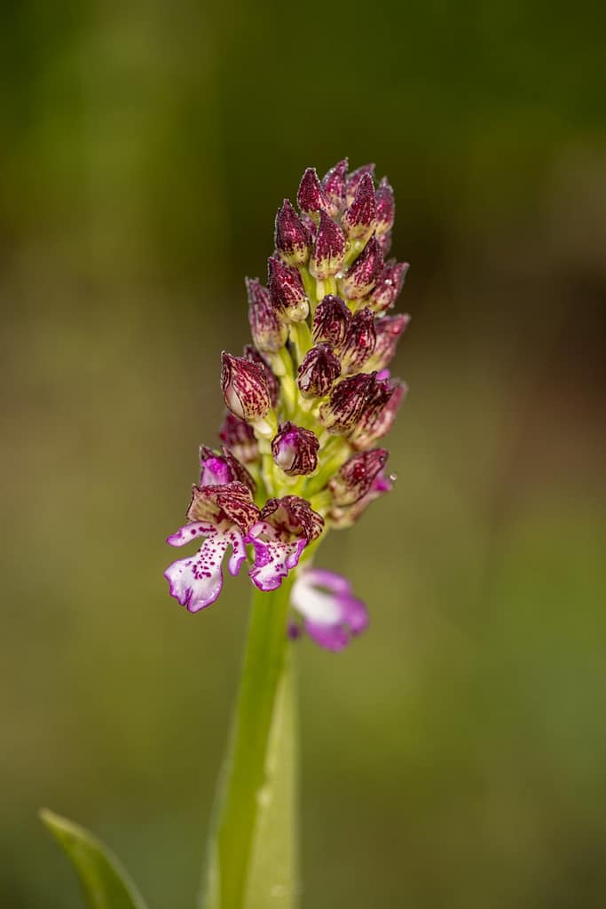 Orchis purpurea, Purperorchis