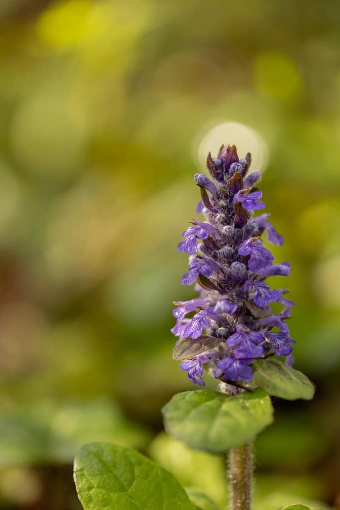 Ajuga reptans, Kruipend zenegroen