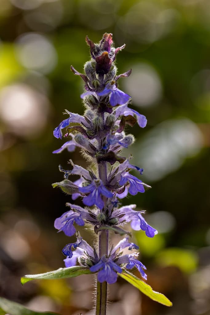 Ajuga reptans, Kruipend zenegroen