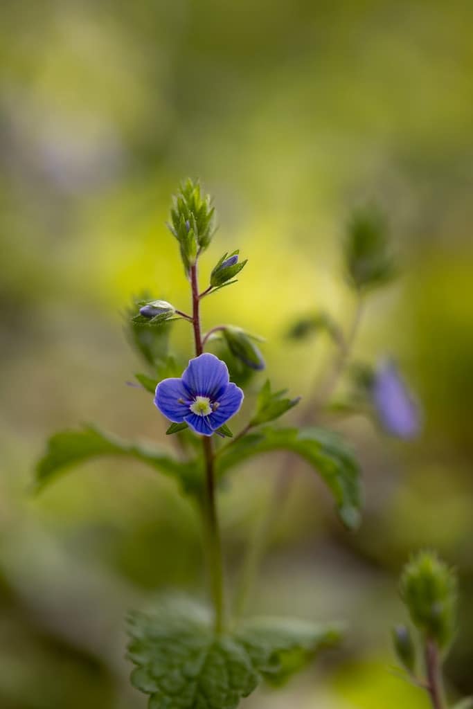 Veronica chamaedrys, Gewone ereprijs
