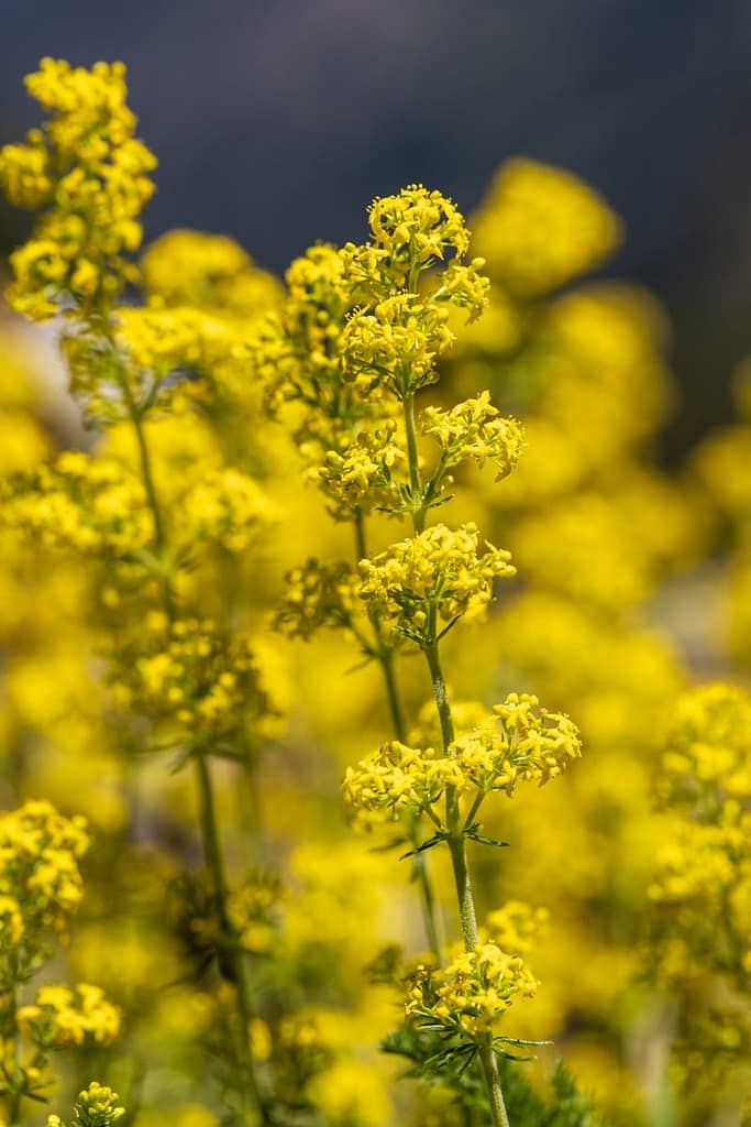 Galium verum, Geel walstro
