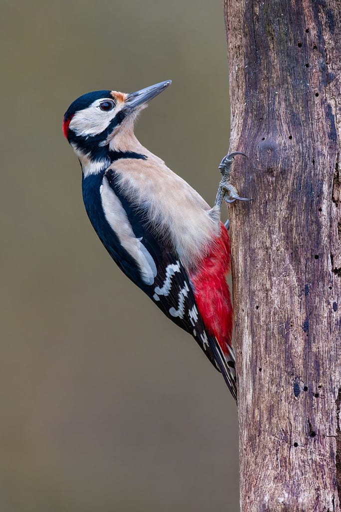 Dendrocopos major, Grote bonte specht