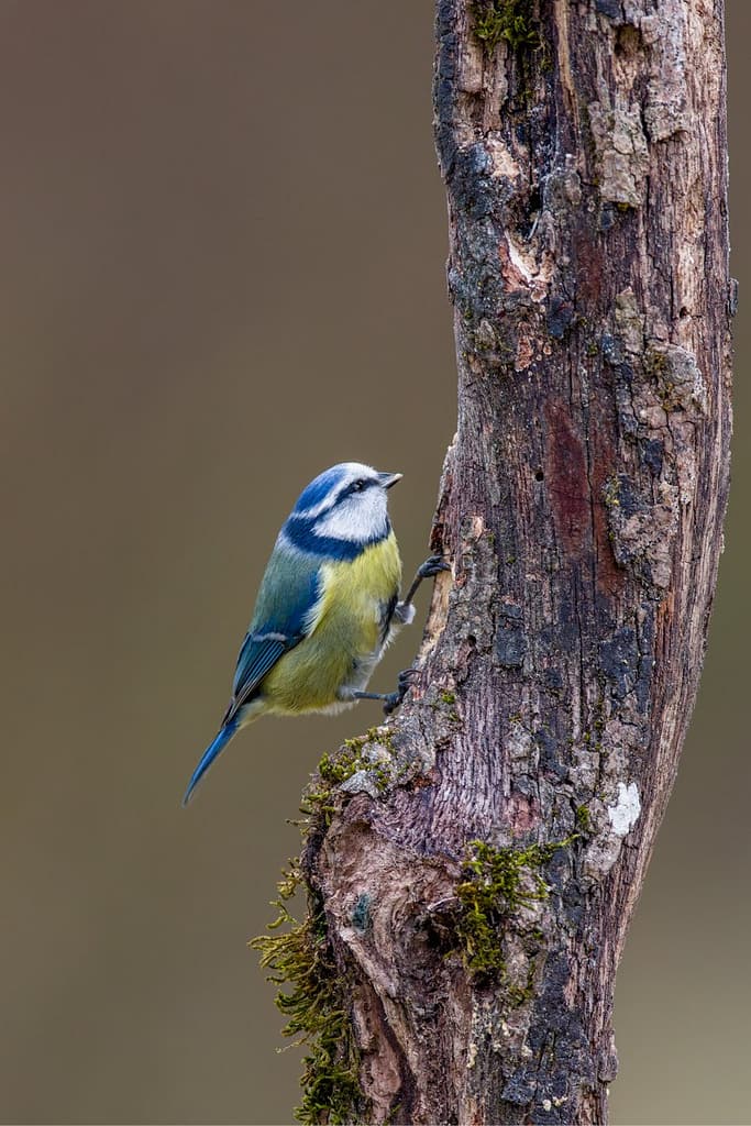 Cyanistes caeruleus, Pimpelmees