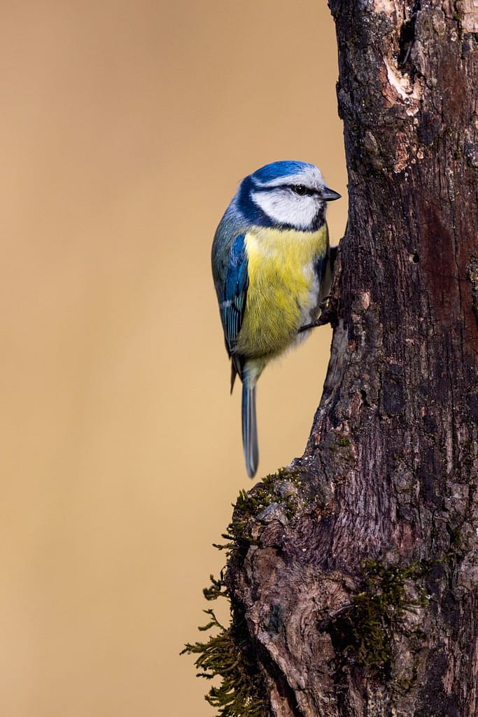 Cyanistes caeruleus, Pimpelmees