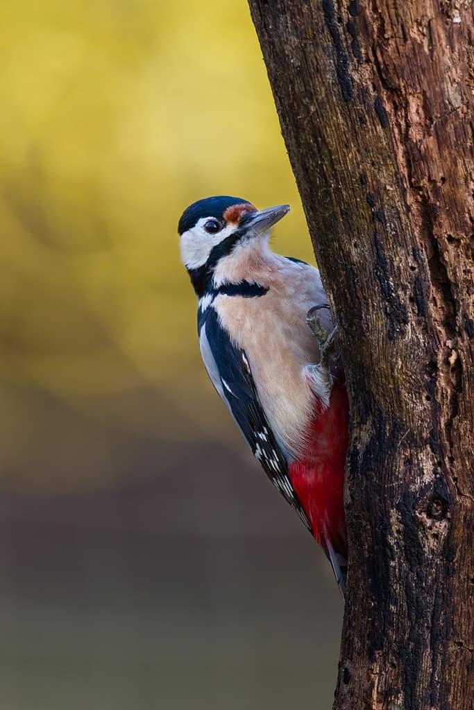 Dendrocopos major, Grote bonte specht