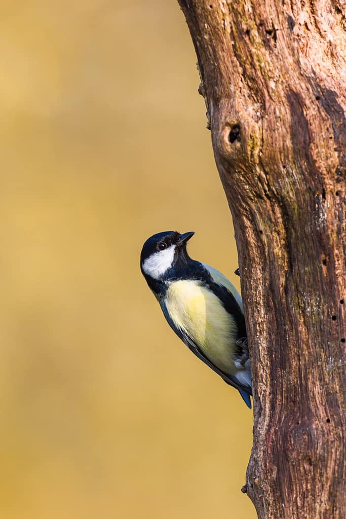 Parus major, Koolmees