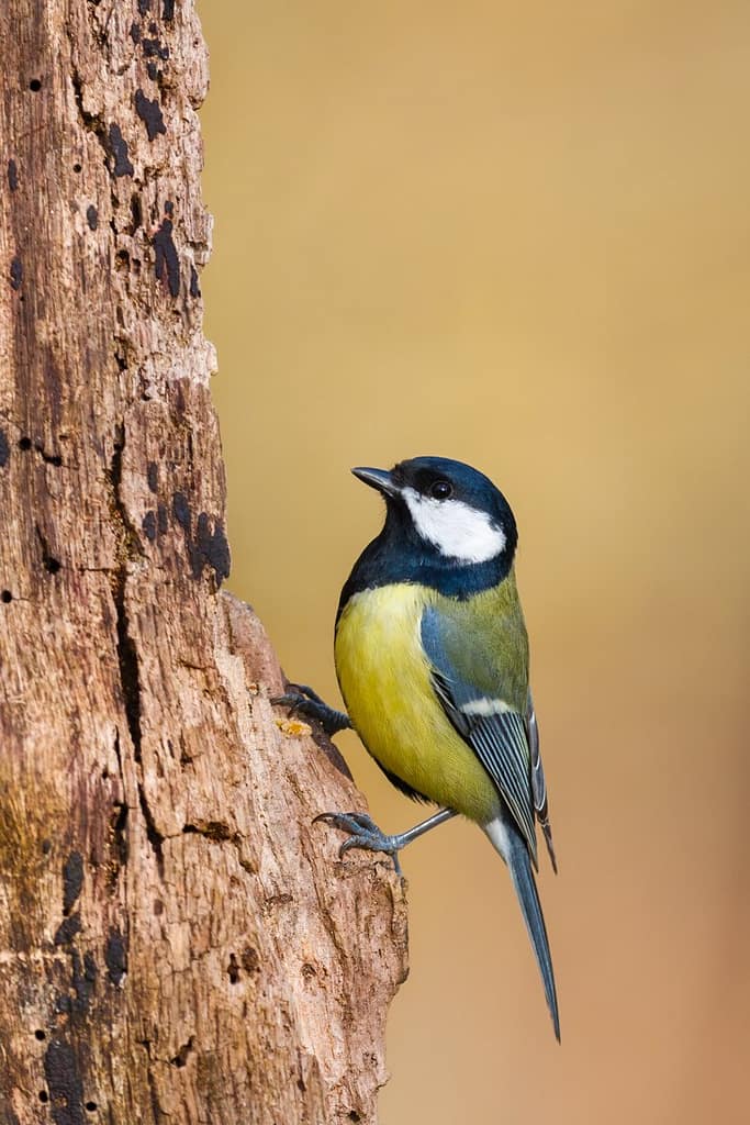 Parus major, Koolmees