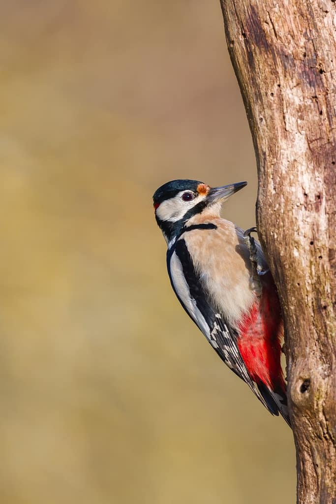 Dendrocopos major, Grote bonte specht
