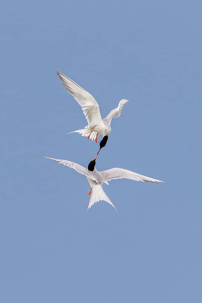 Sterna Hirundo, Visdief