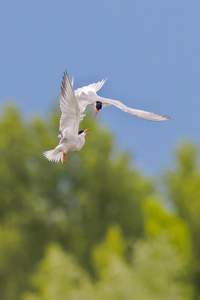 Sterna Hirundo, Visdief