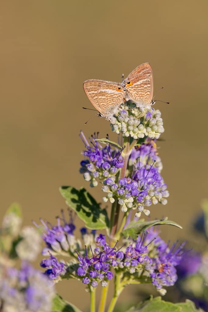 Lampides boeticus, Tijgerblauwtje