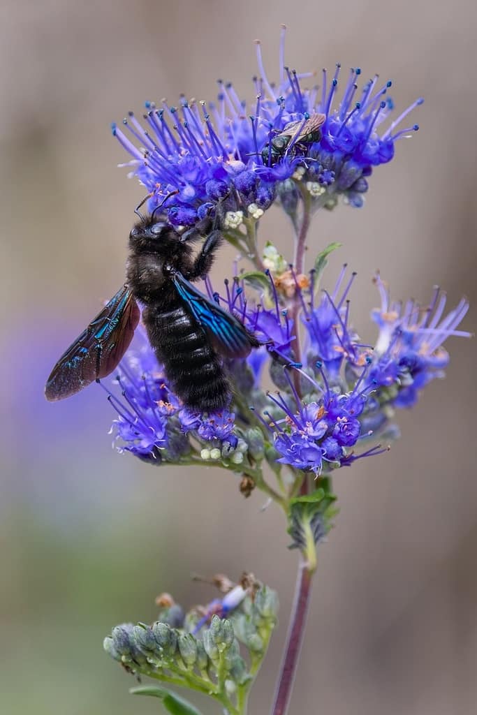 Xylocopa violacea, Blauwzwarte houtbij