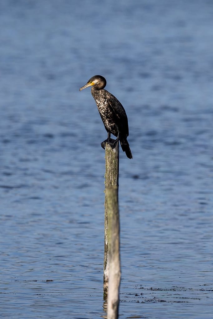 Phalacrocorax carbo, Aalscholver