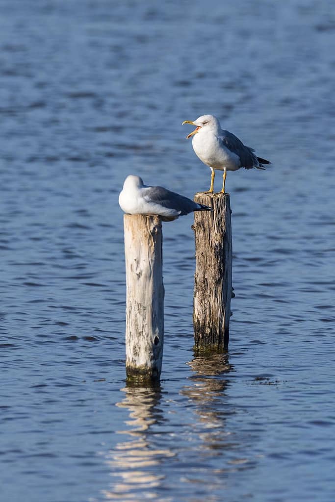 Larus michahellis, Geelpootmeeuw