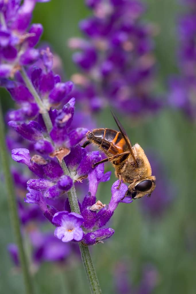 Eristalis tenax, Blinde bij