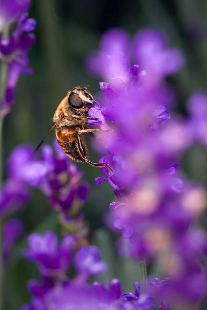 Eristalis tenax, Blinde bij