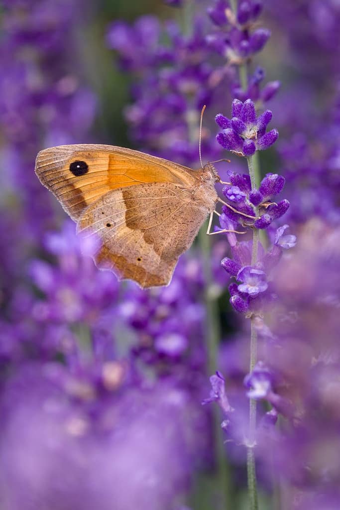 Maniola jurtina, Bruin zandoogje