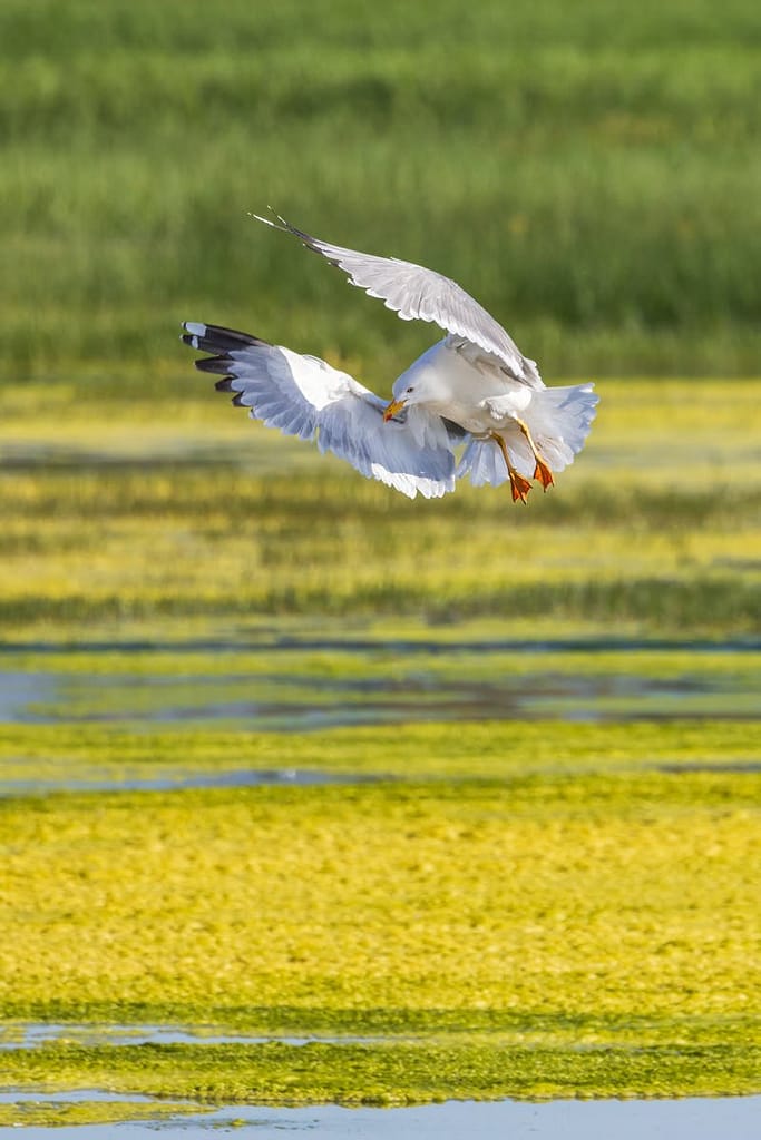 Larus michahellis, Geelpootmeeuw
