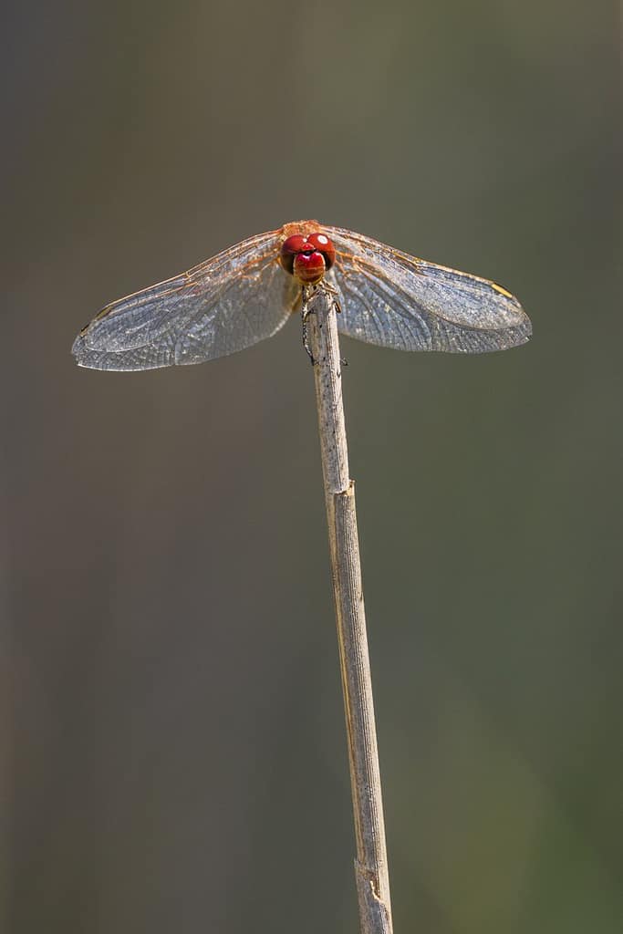 Sympetrum fonscolombii, Zwervende heidelibel