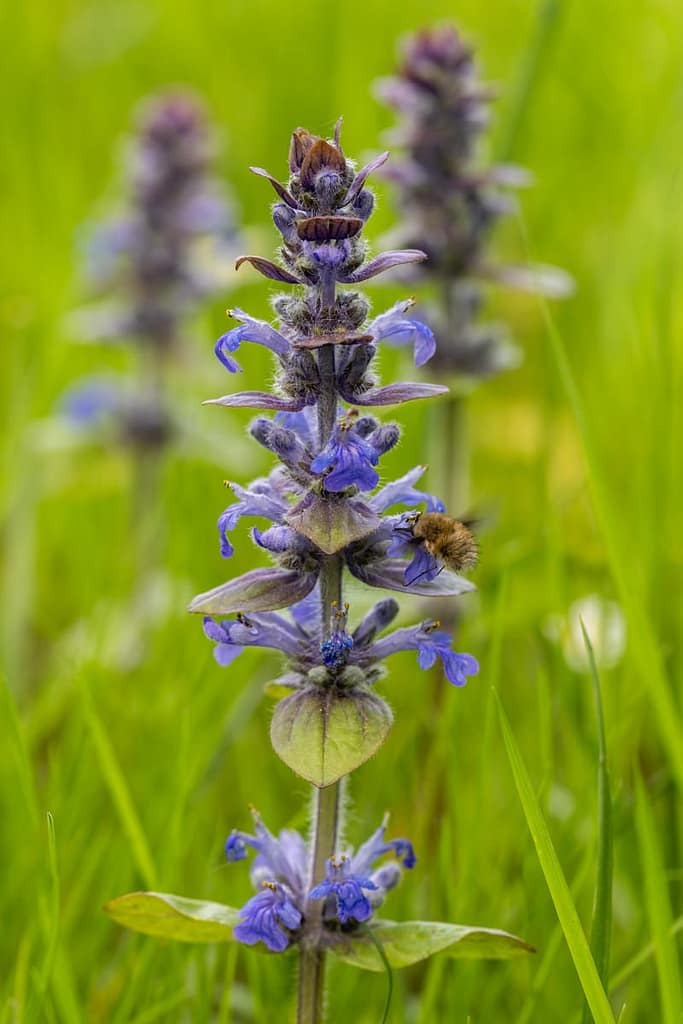 Ajuga reptans - Kruipend zeegroen