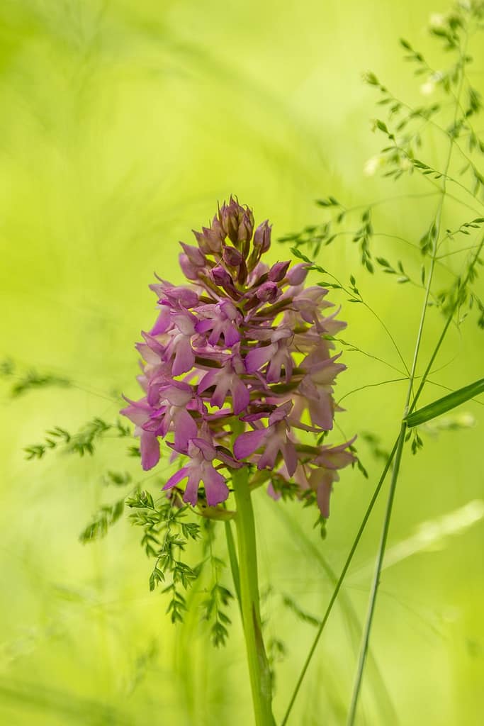 Anacamptis pyramidalis - Hondskruid