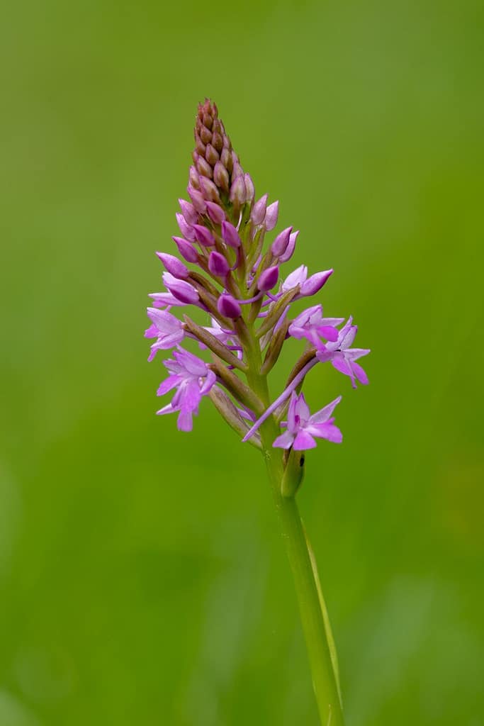 Anacamptis pyramidalis - Hondskruid