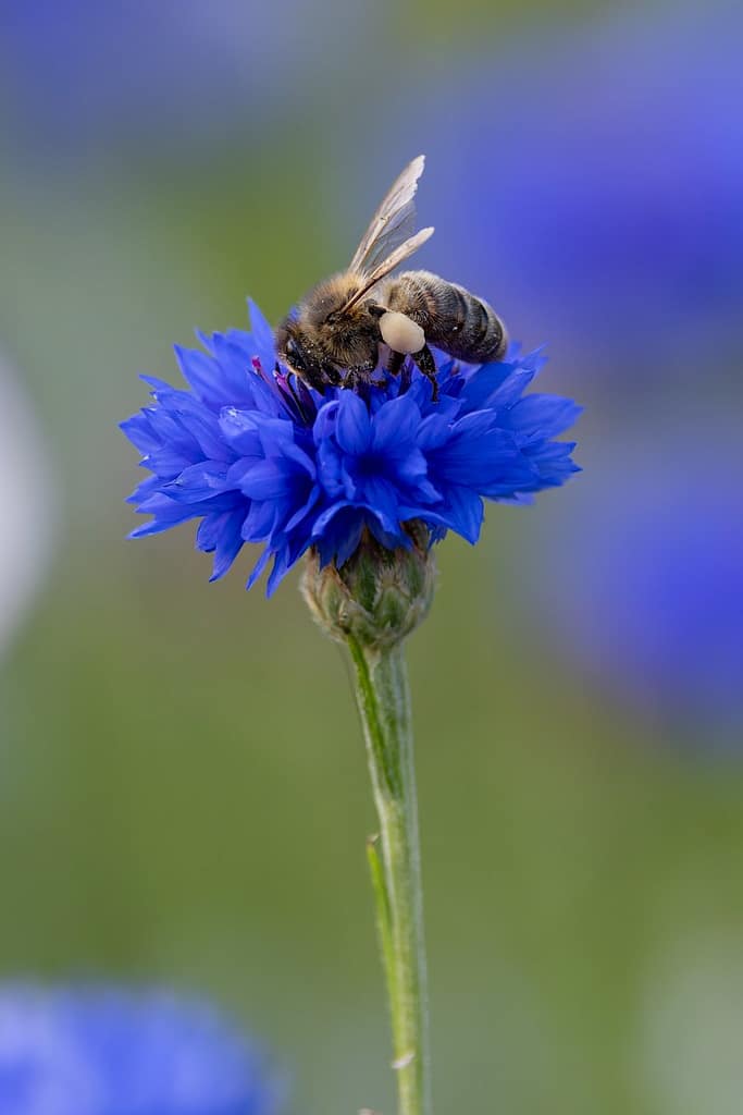 Apis mellifera mellifera - Europese donkere bij