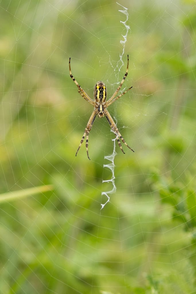 Argiope bruennichi - Wespspin