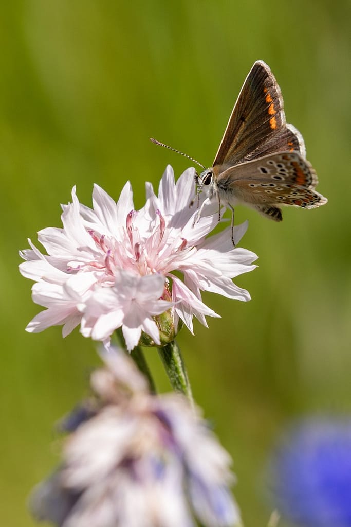 Aricia agestis - Bruin blauwtje