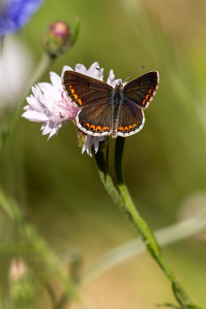 Aricia agestis - Bruin blauwtje