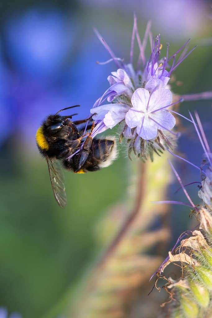 Bombus terrestris - Aardhommel