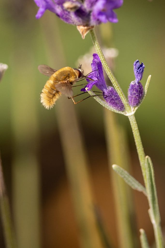 Bombylius major - Gewone wolzwever