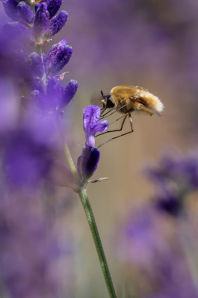 Bombylius major - Gewone wolzwever